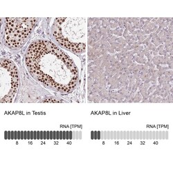 HA95/AKAP8L Antibody, Novus Biologicals 0.1mL; Unlabeled:Antibodies, Polyclonal
